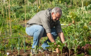 THE SELF-SUFFICIENT BACKYARD