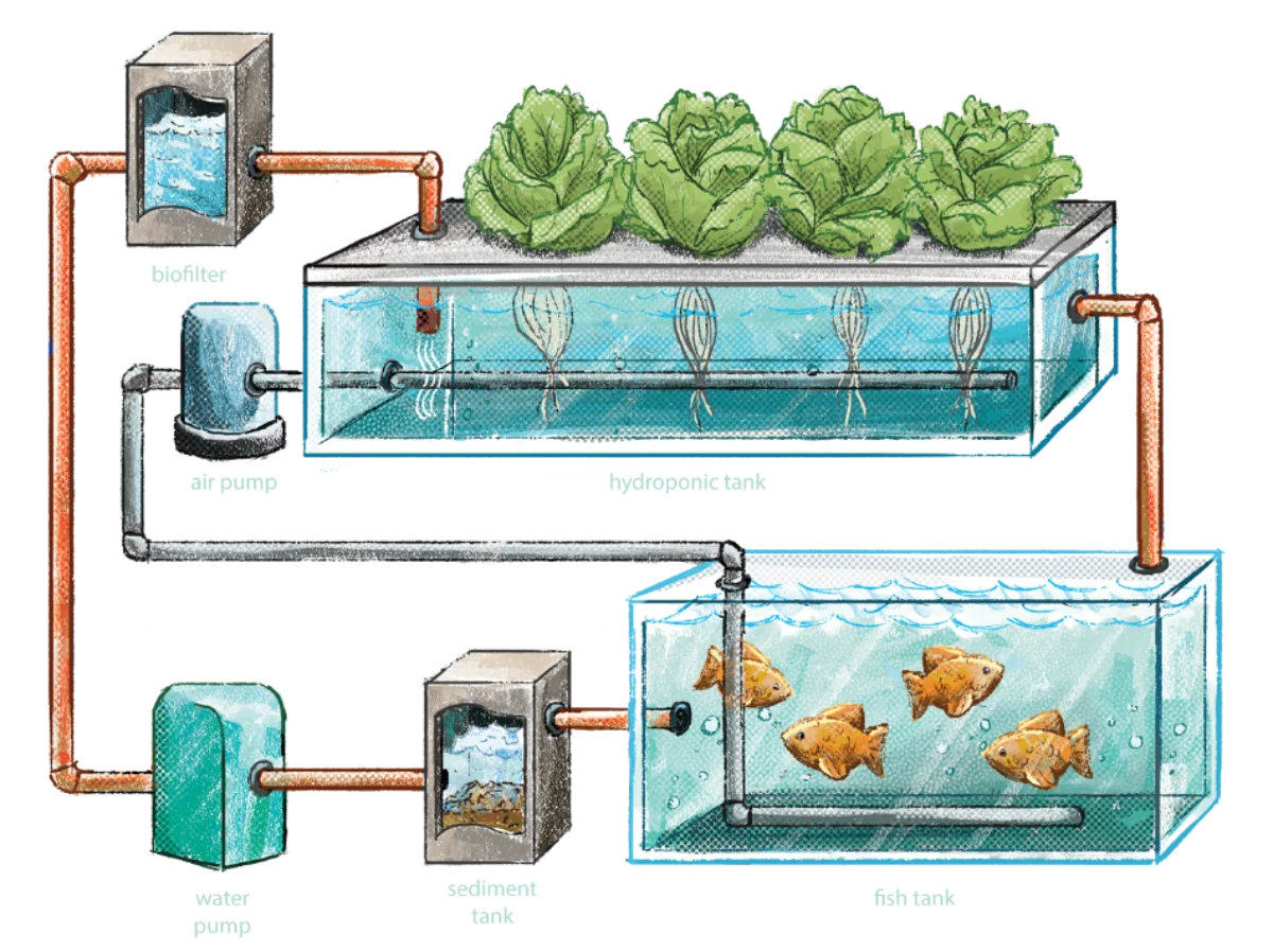 Aquaponics and Hydroponics: What’s the Difference?