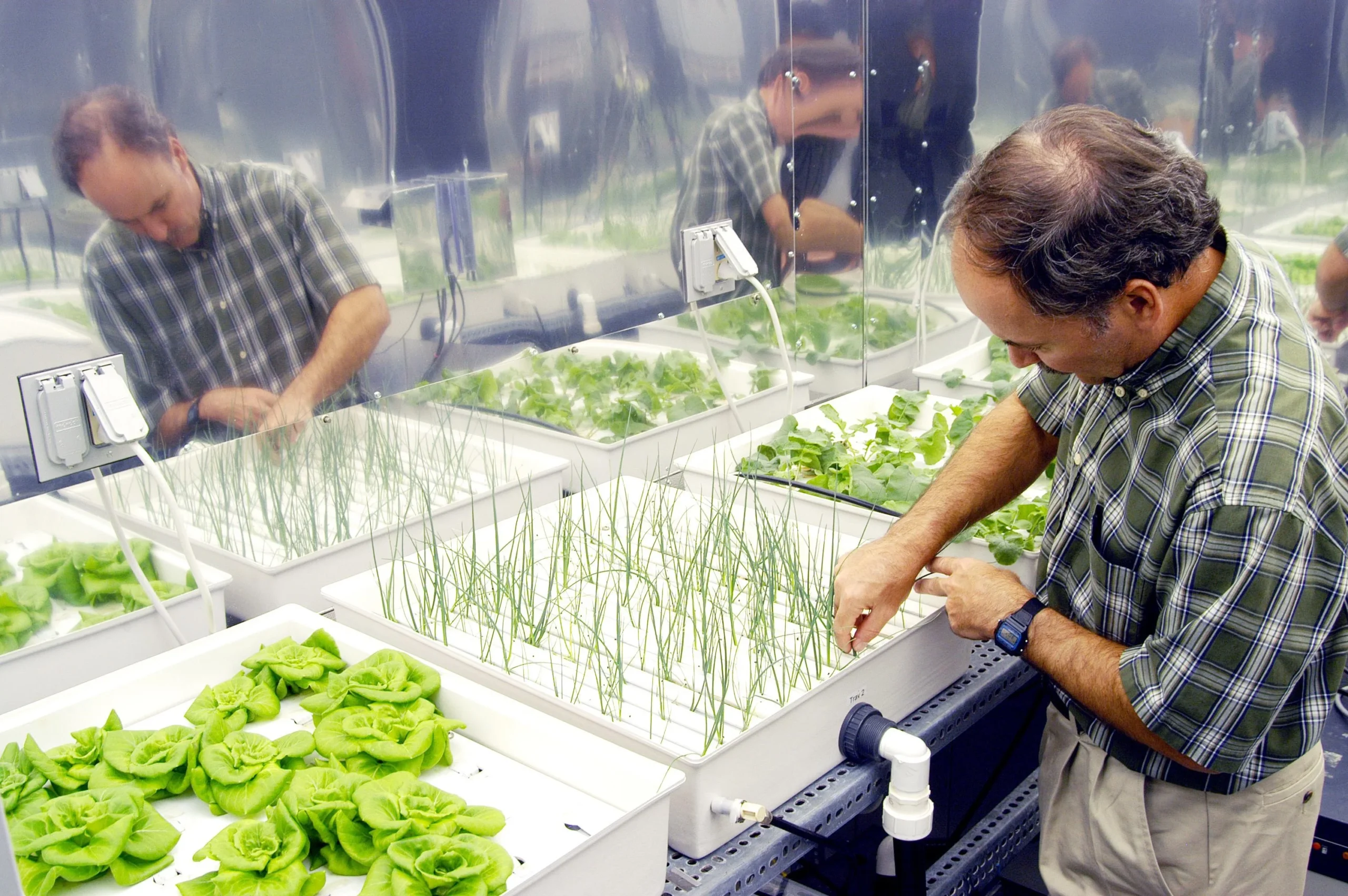 Aquaponics and Hydroponics: What’s the Difference?