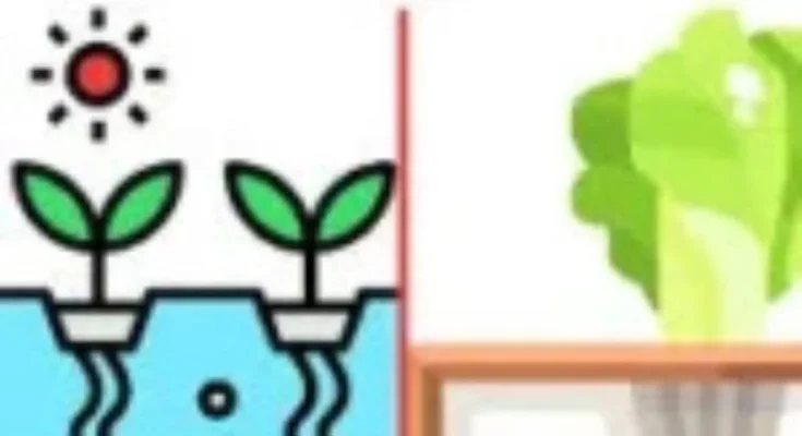 Aquaponics and Hydroponics: What’s the Difference?