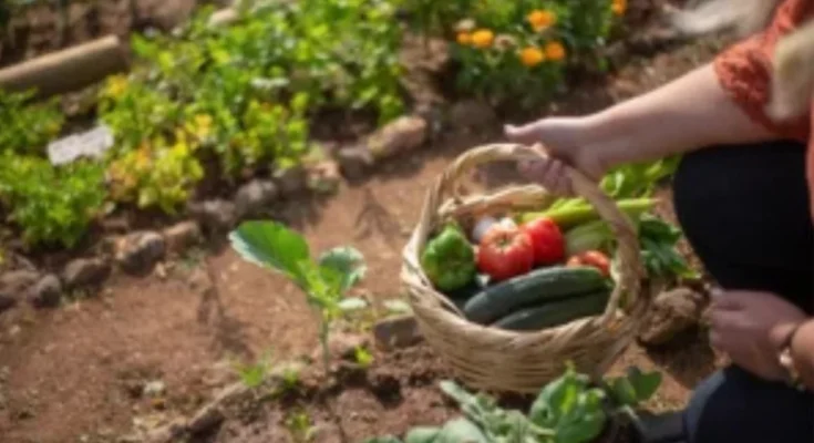 What is an Urban Gardener?