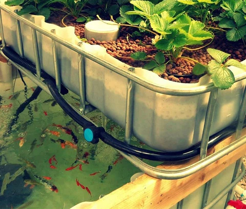 Aquaponics and Hydroponics: What’s the Difference?