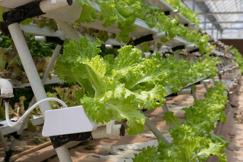 Aquaponics and Hydroponics: What’s the Difference?