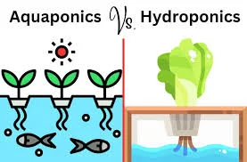 Aquaponics and Hydroponics: What’s the Difference?