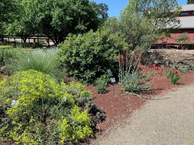 Native Plant Landscaping
