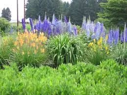 Native Plant Landscaping